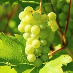 게스트하우스 Moselgruss 디에블리흐